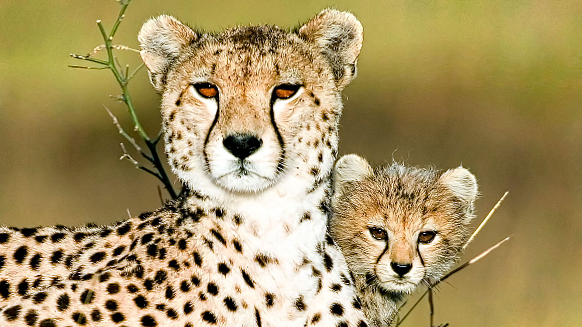 Gabriela Staebler | WILDLIFE PHOTOGRAPHY