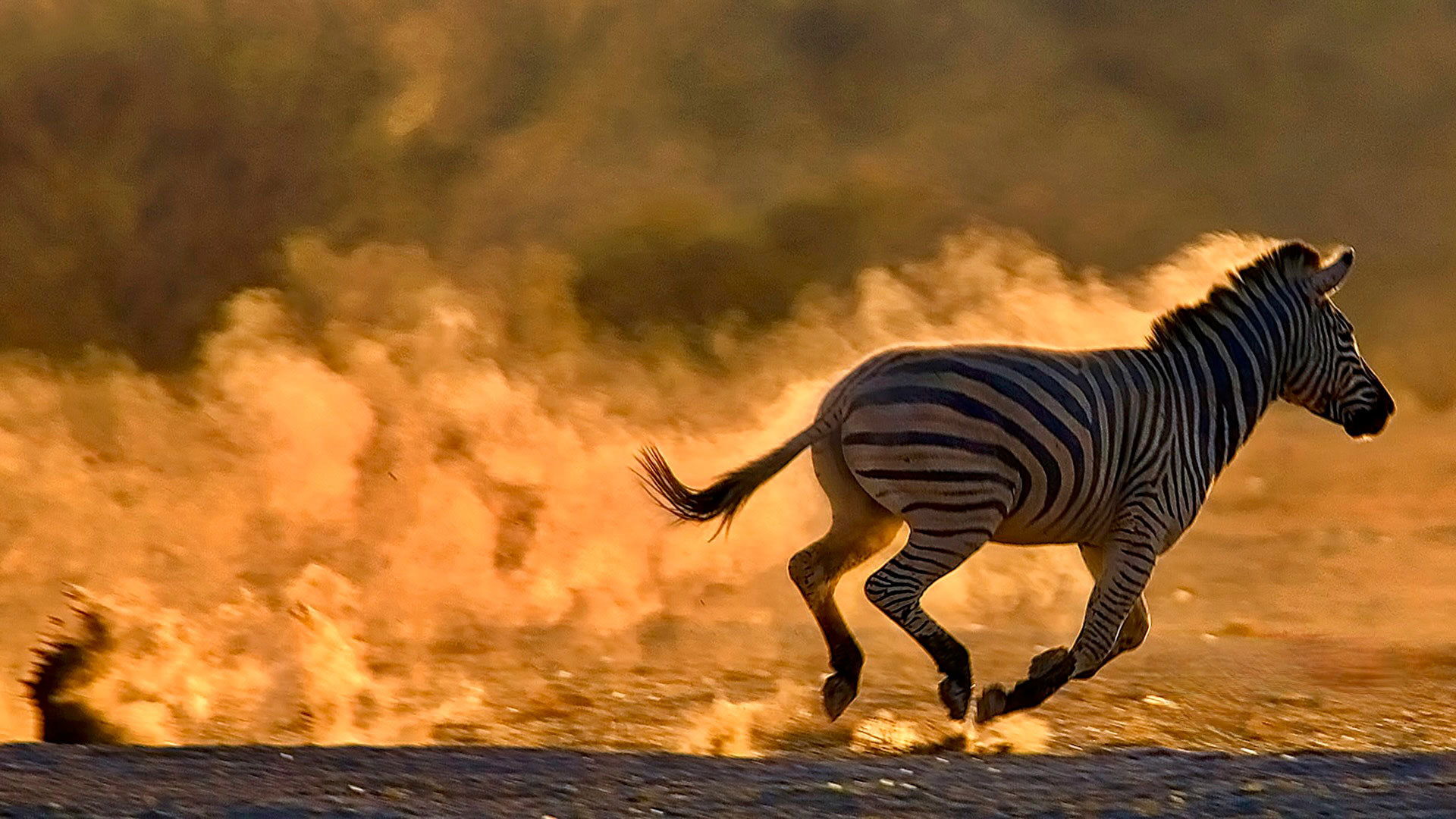 Gabriela Staebler | WILDLIFE PHOTOGRAPHY