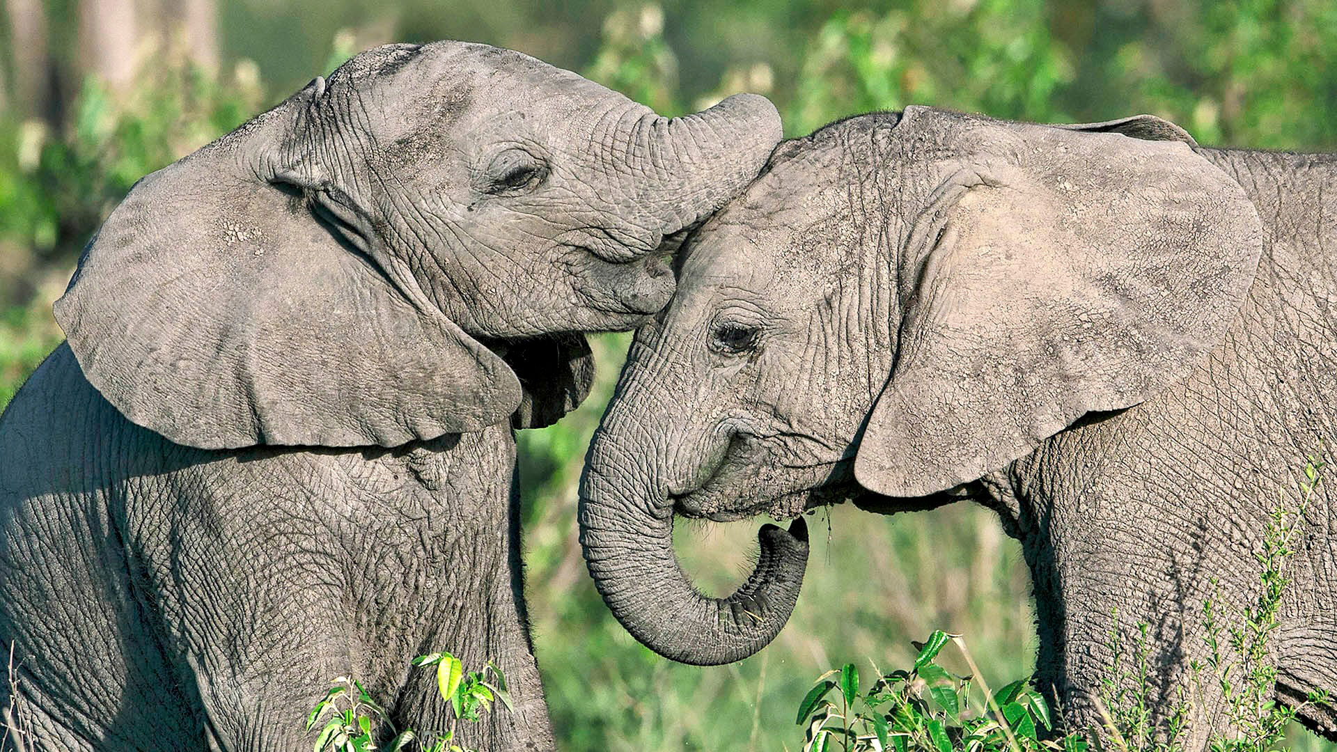 Gabriela Staebler | WILDLIFE PHOTOGRAPHY