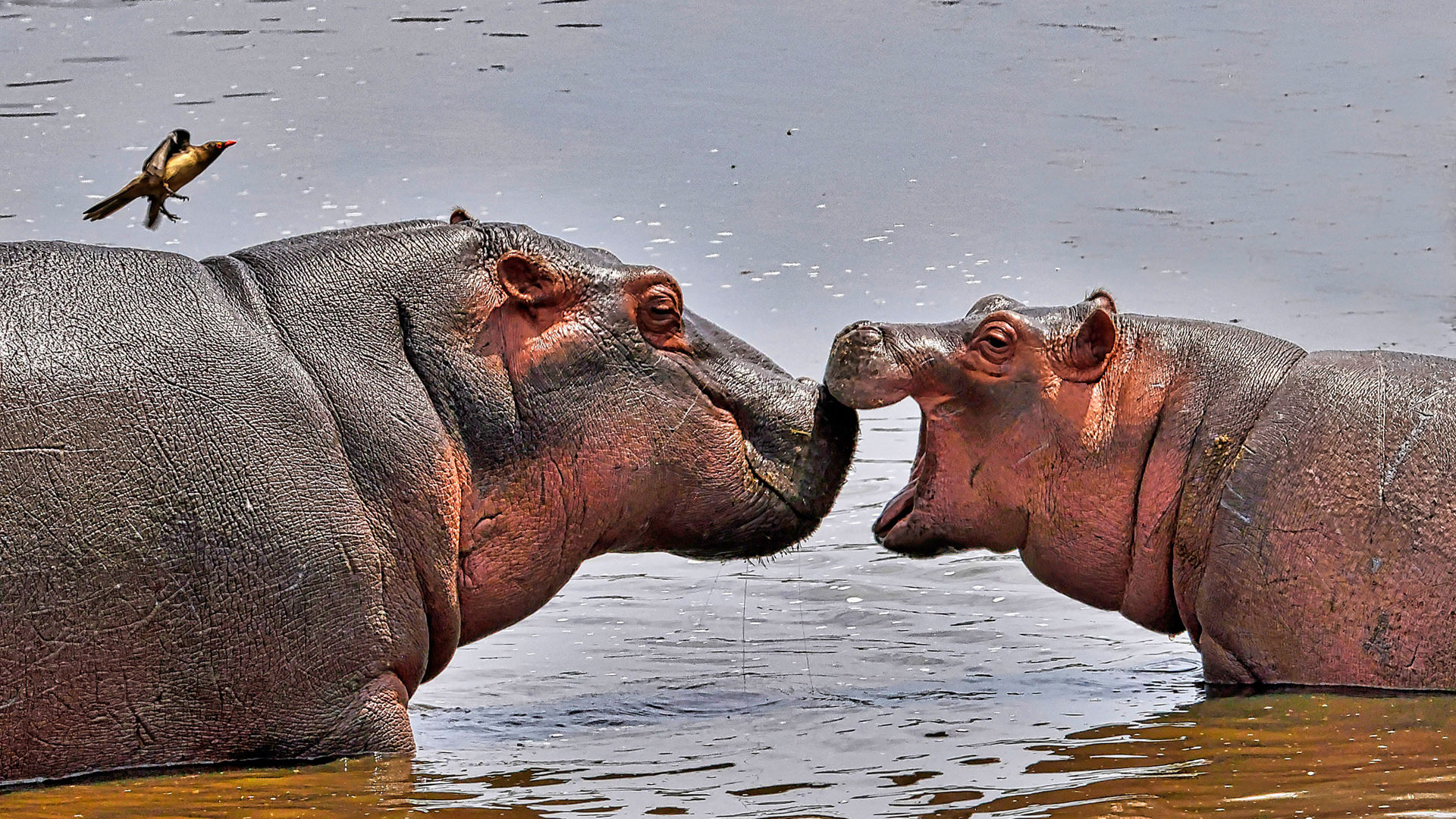 Gabriela Staebler | WILDLIFE PHOTOGRAPHY