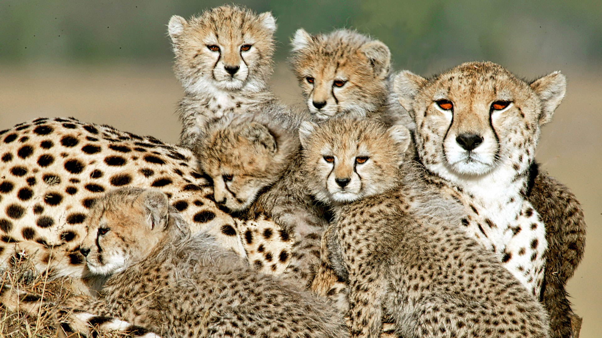 Gabriela Staebler | WILDLIFE PHOTOGRAPHY