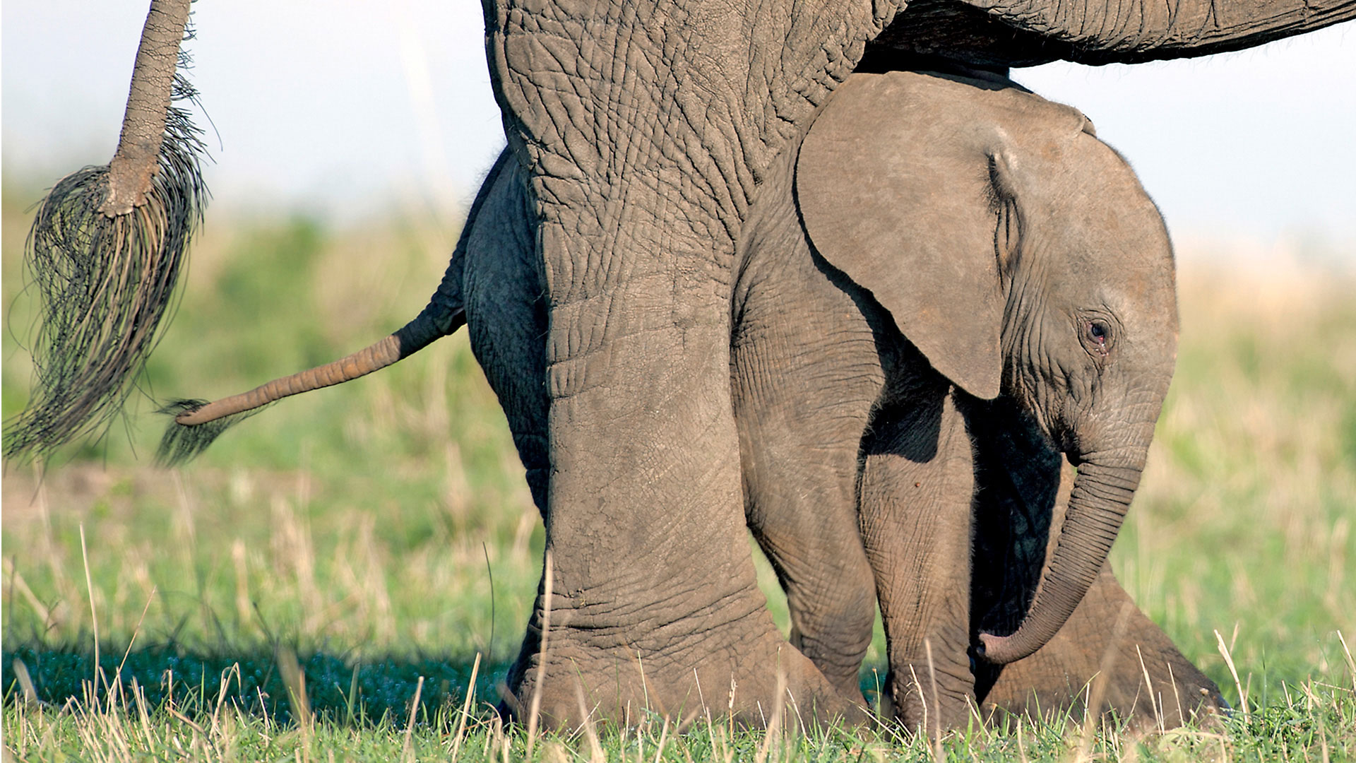 Gabriela Staebler | WILDLIFE PHOTOGRAPHY