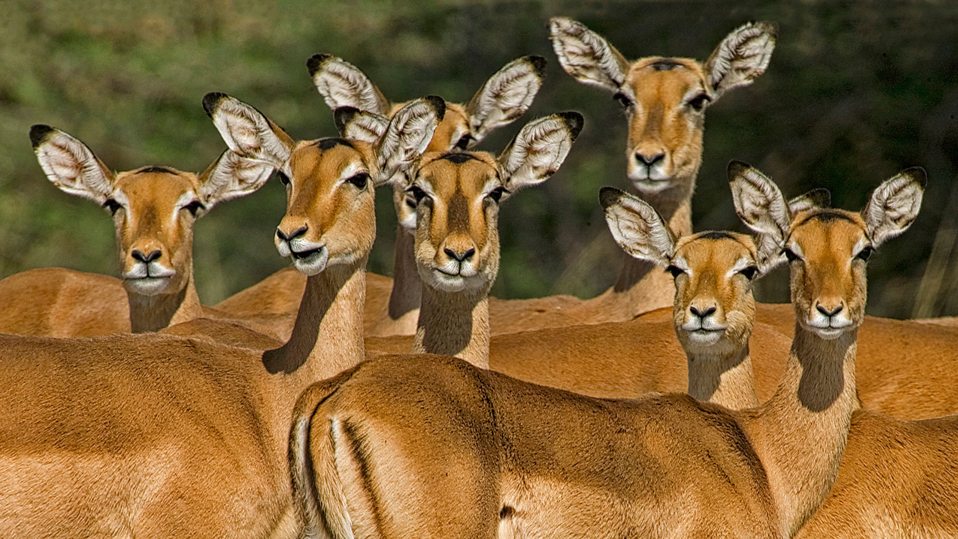 Gabriela Staebler | WILDLIFE PHOTOGRAPHY