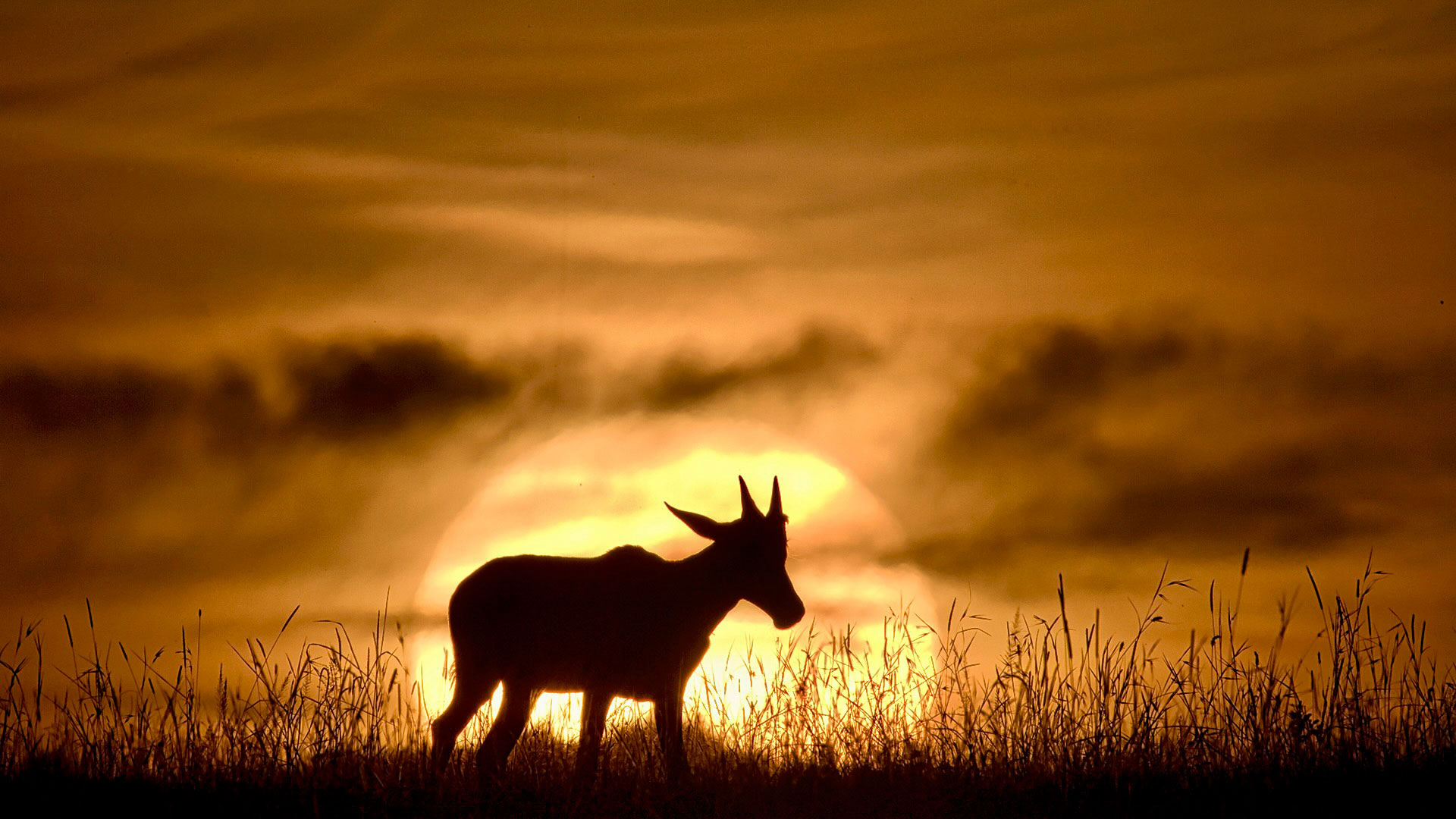 Gabriela Staebler | WILDLIFE PHOTOGRAPHY