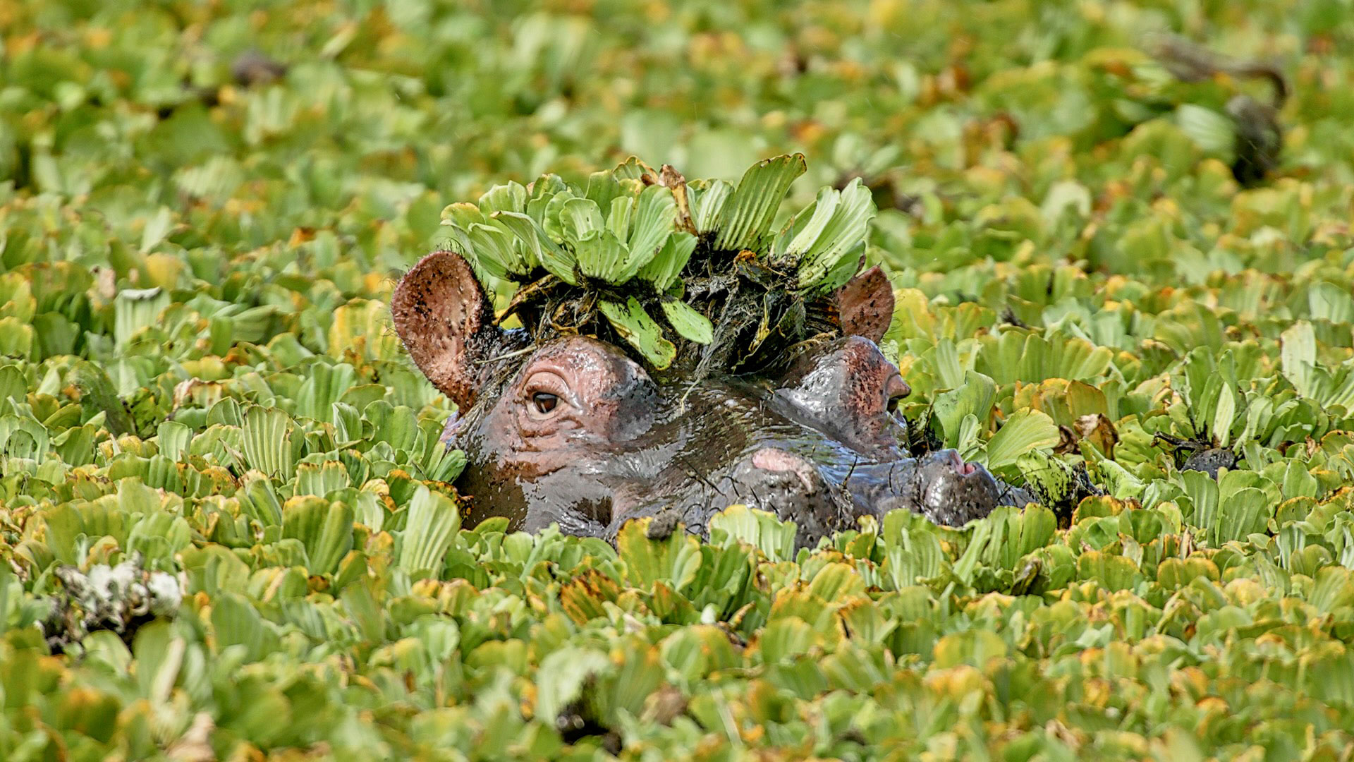 Gabriela Staebler | WILDLIFE PHOTOGRAPHY