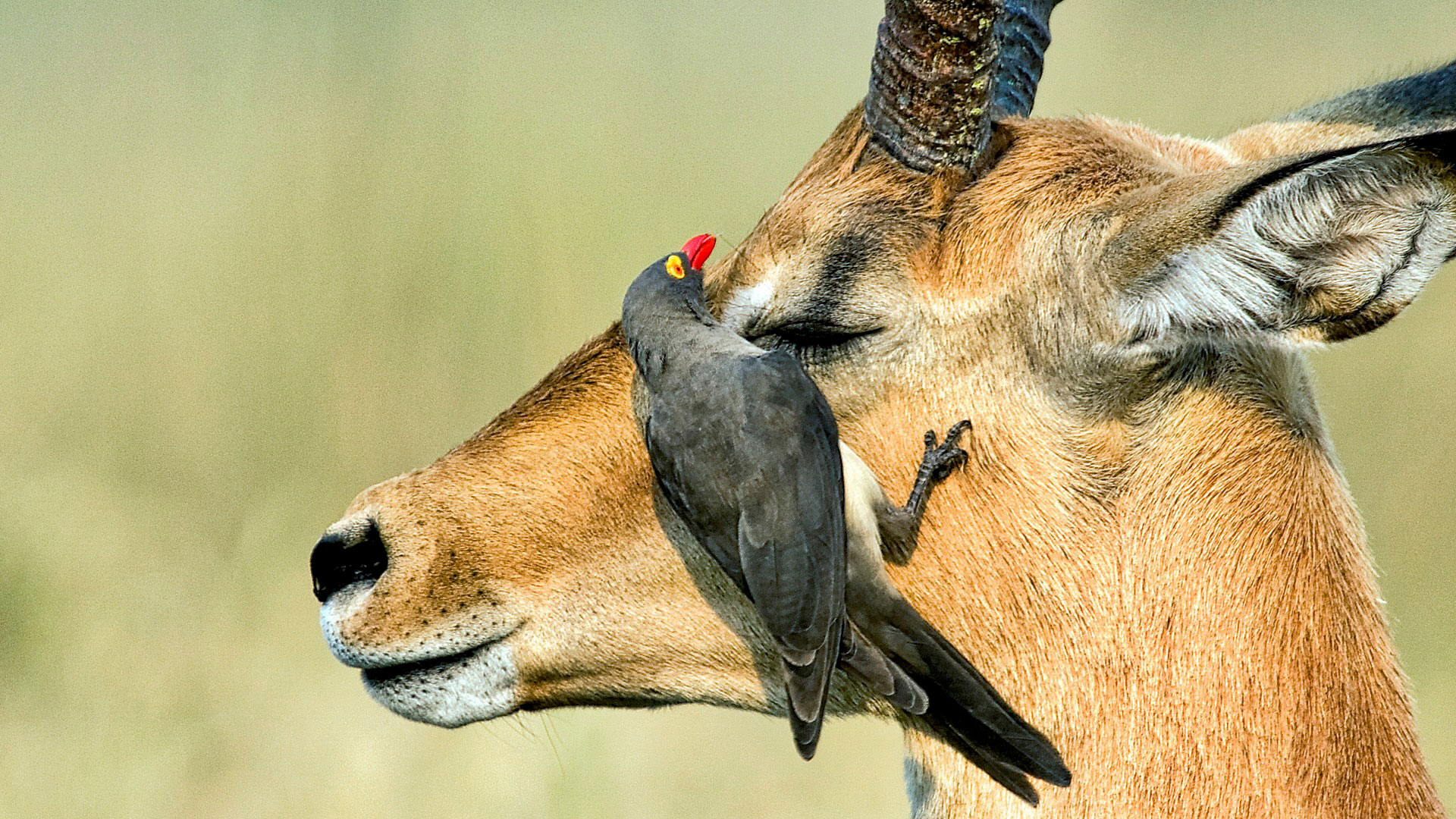 Gabriela Staebler | WILDLIFE PHOTOGRAPHY