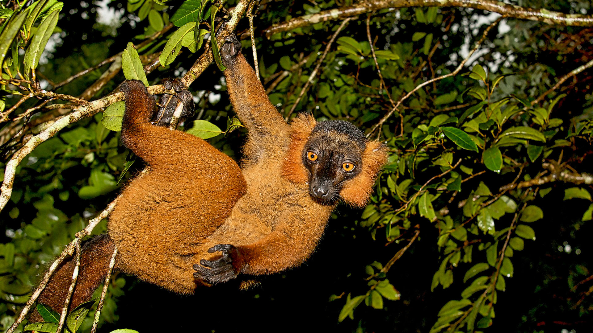 Gabriela Staebler | WILDLIFE PHOTOGRAPHY