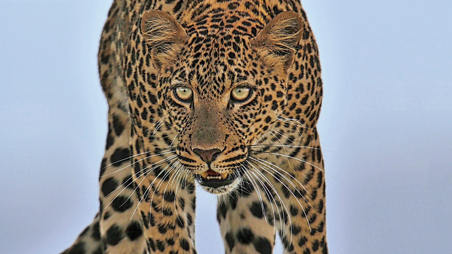 Gabriela Staebler | WILDLIFE PHOTOGRAPHY