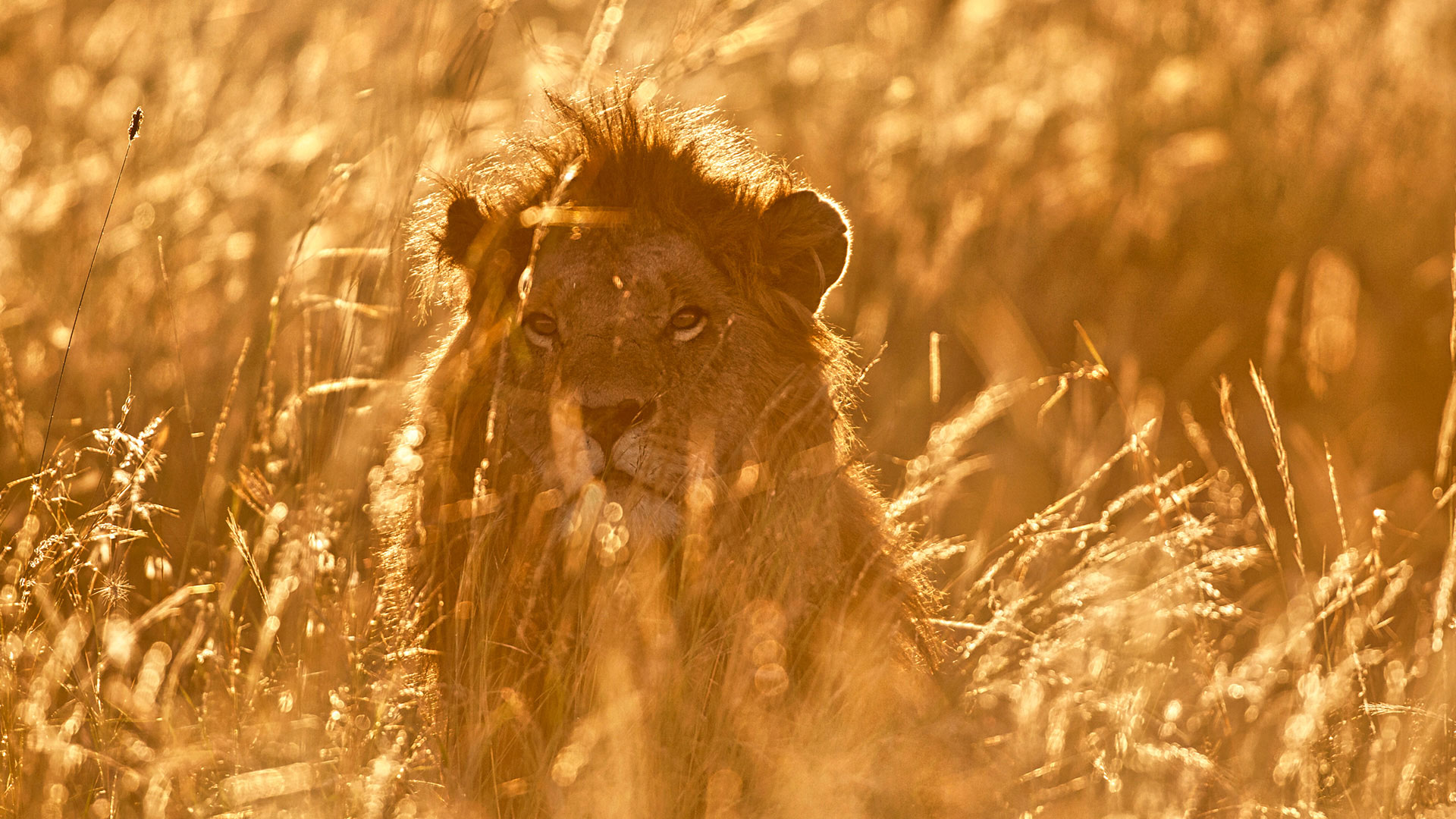 Gabriela Staebler | WILDLIFE PHOTOGRAPHY