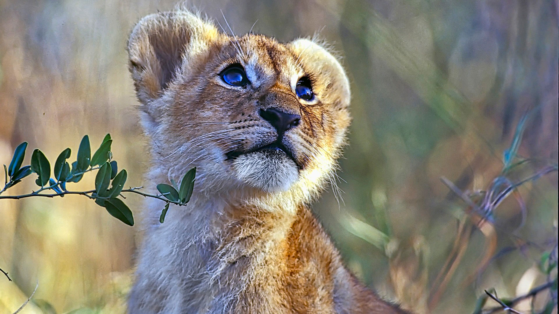 Gabriela Staebler | WILDLIFE PHOTOGRAPHY