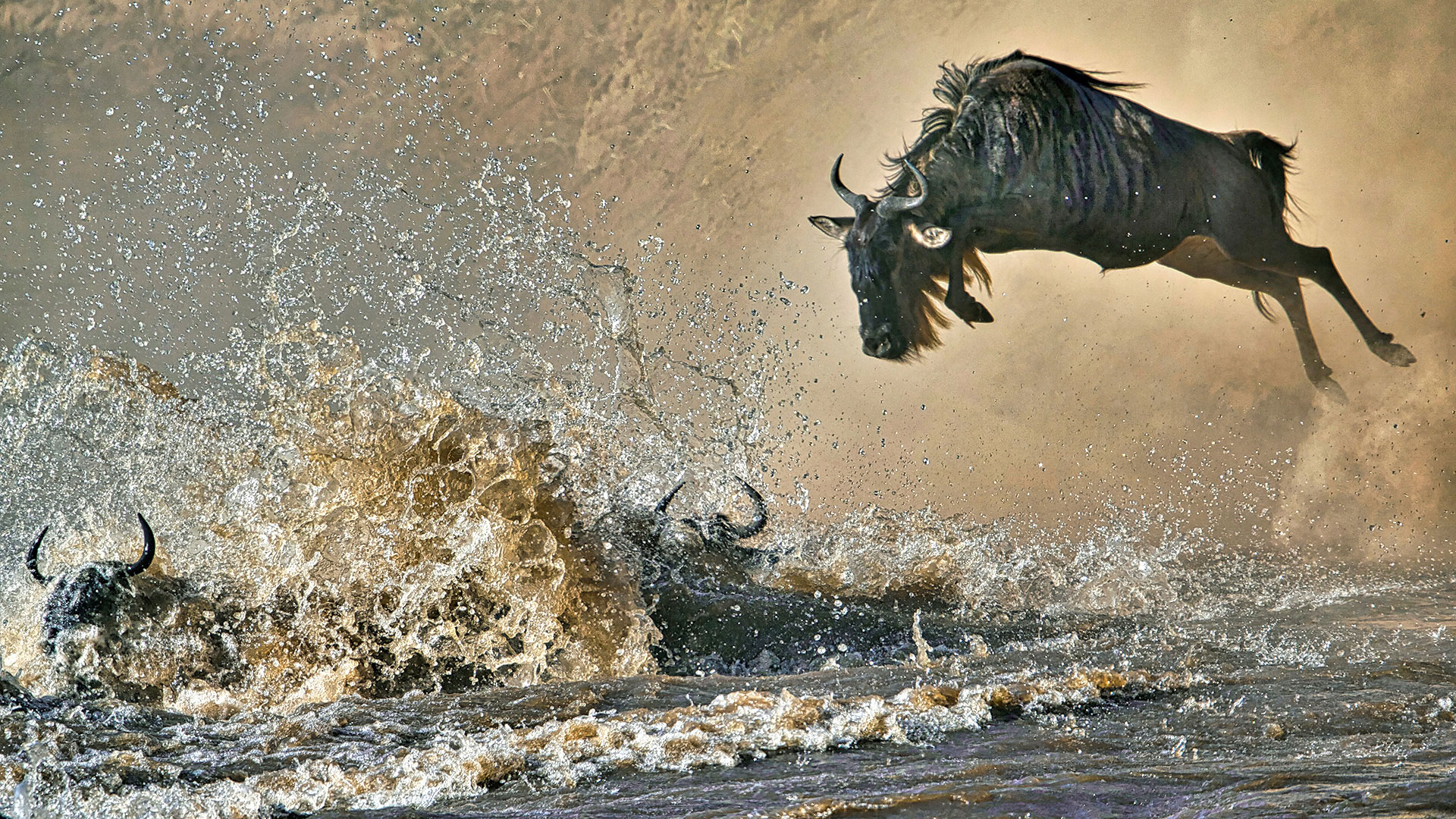 Gabriela Staebler | WILDLIFE PHOTOGRAPHY