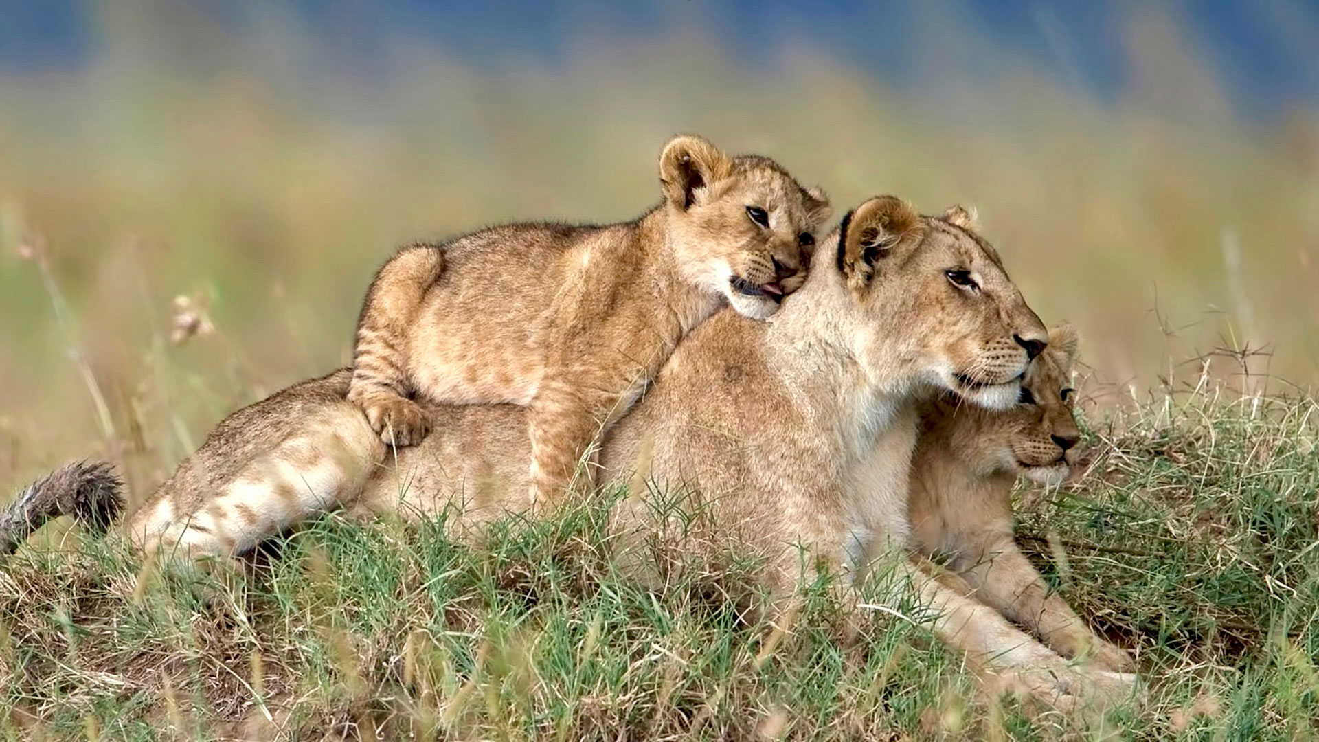 Gabriela Staebler | WILDLIFE PHOTOGRAPHY