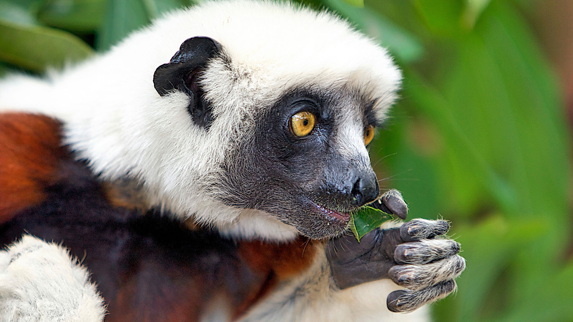 Gabriela Staebler | WILDLIFE PHOTOGRAPHY