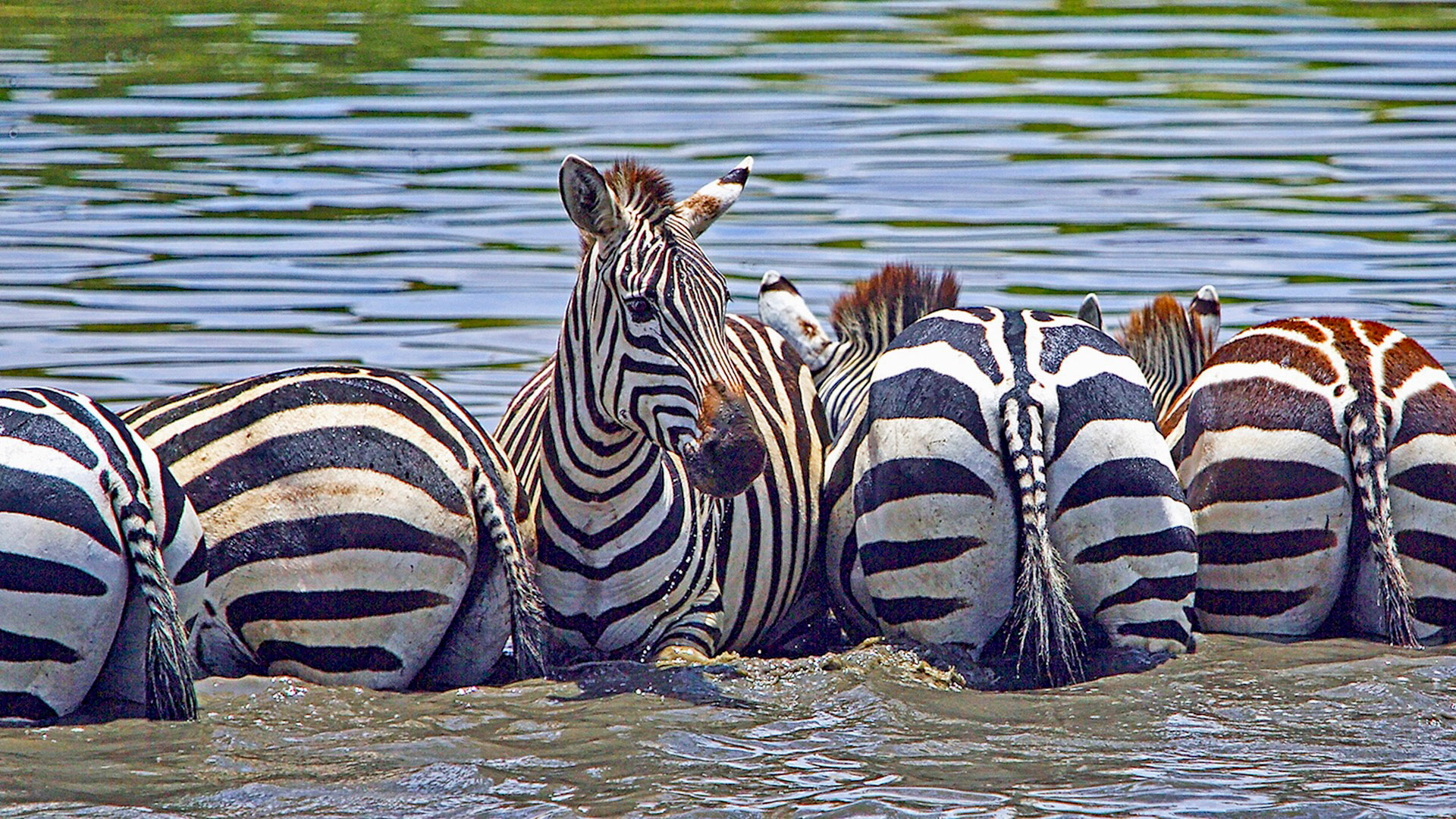 Gabriela Staebler | WILDLIFE PHOTOGRAPHY