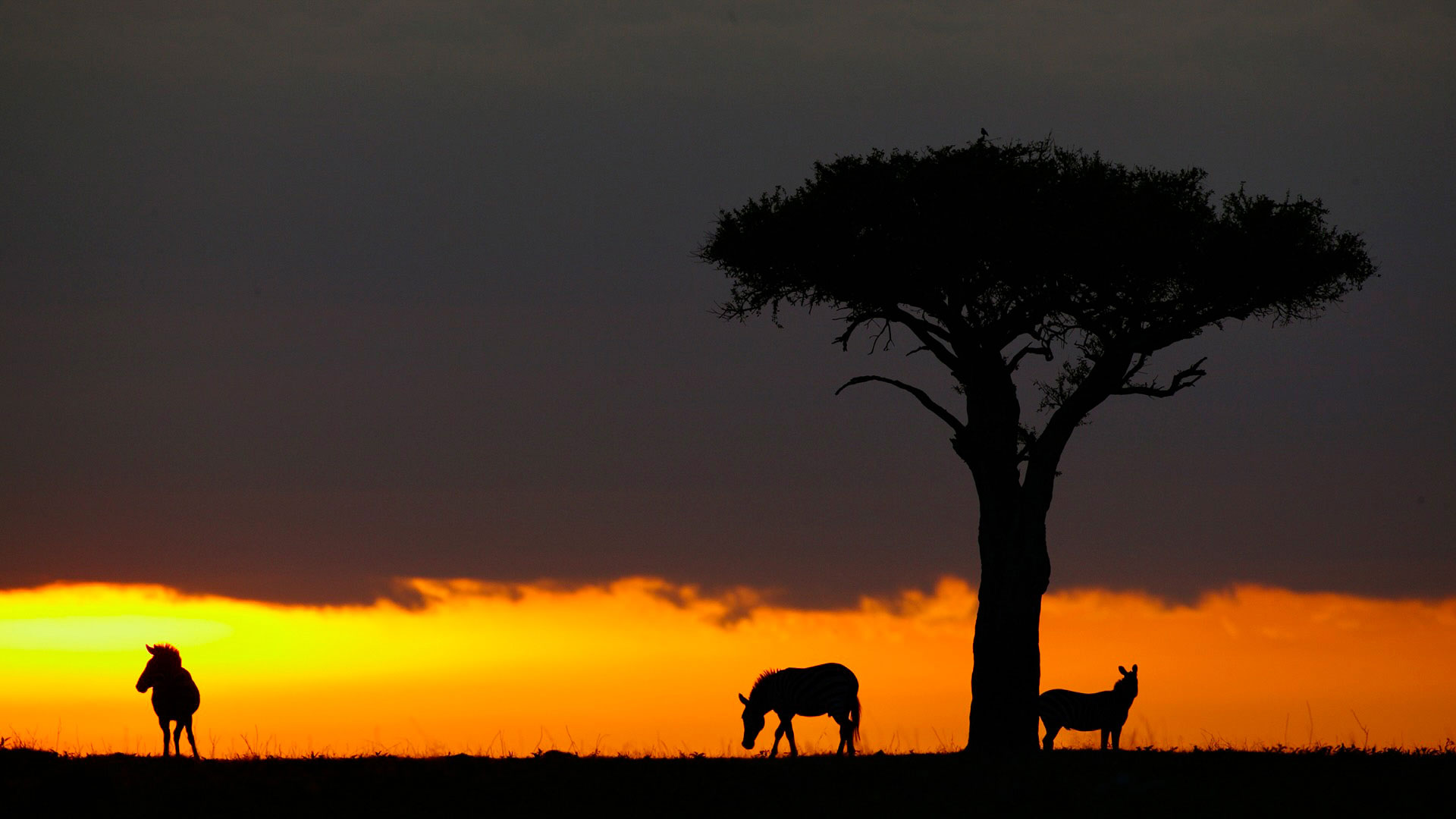 Gabriela Staebler | WILDLIFE PHOTOGRAPHY
