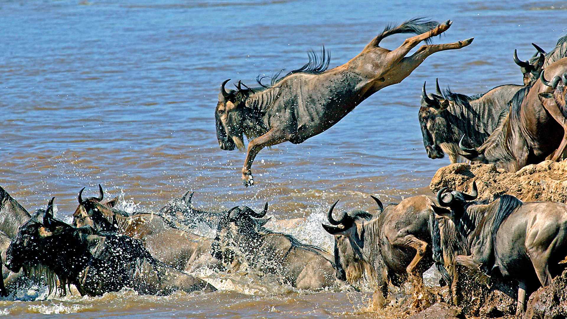 Gabriela Staebler | WILDLIFE PHOTOGRAPHY