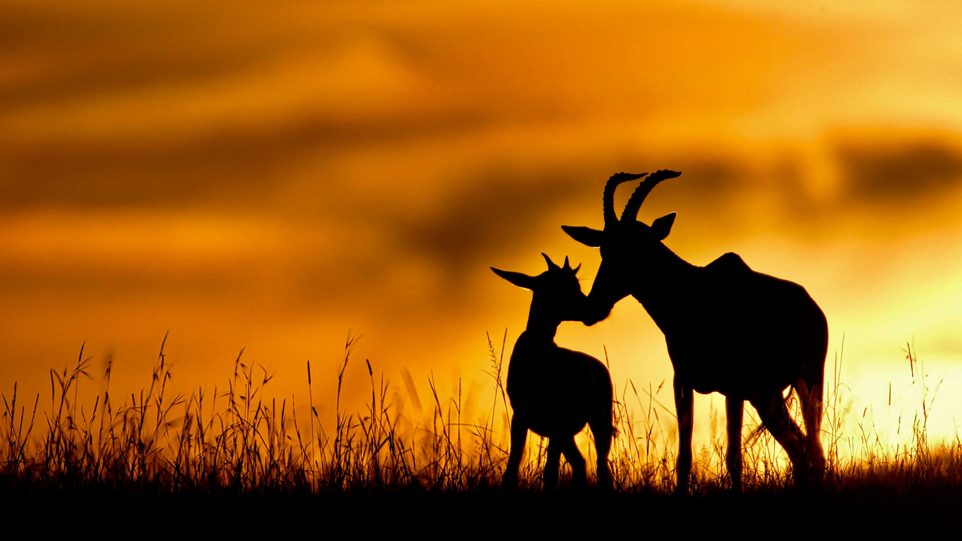 Gabriela Staebler | WILDLIFE PHOTOGRAPHY