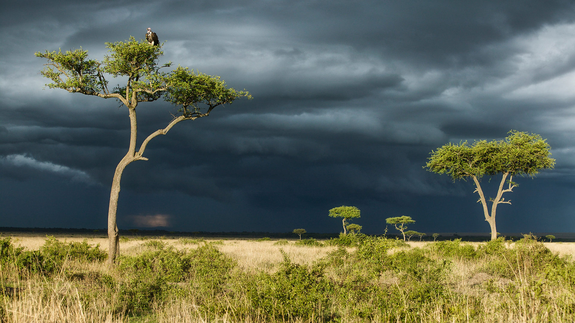 Gabriela Staebler | WILDLIFE PHOTOGRAPHY