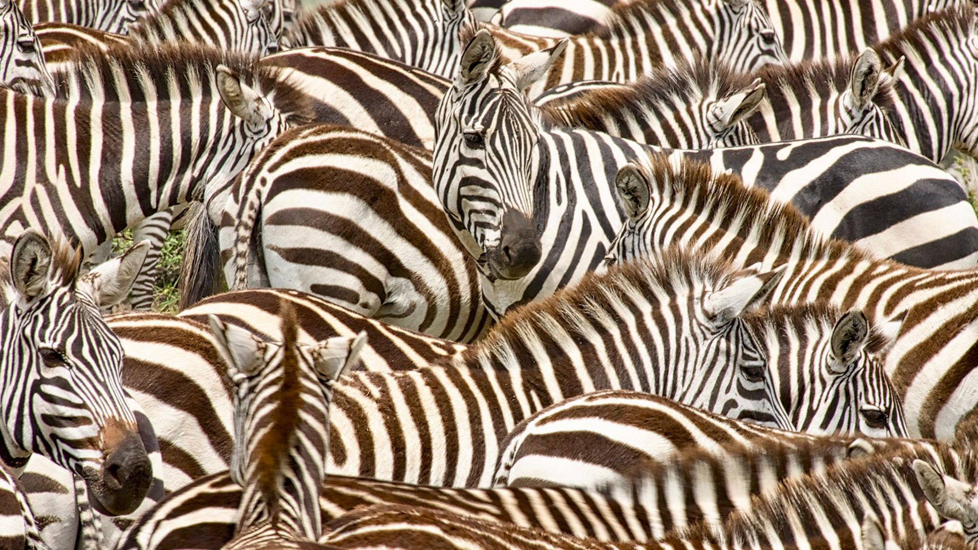 Gabriela Staebler | WILDLIFE PHOTOGRAPHY