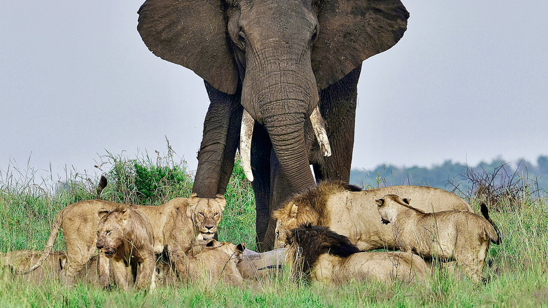 Gabriela Staebler | WILDLIFE PHOTOGRAPHY