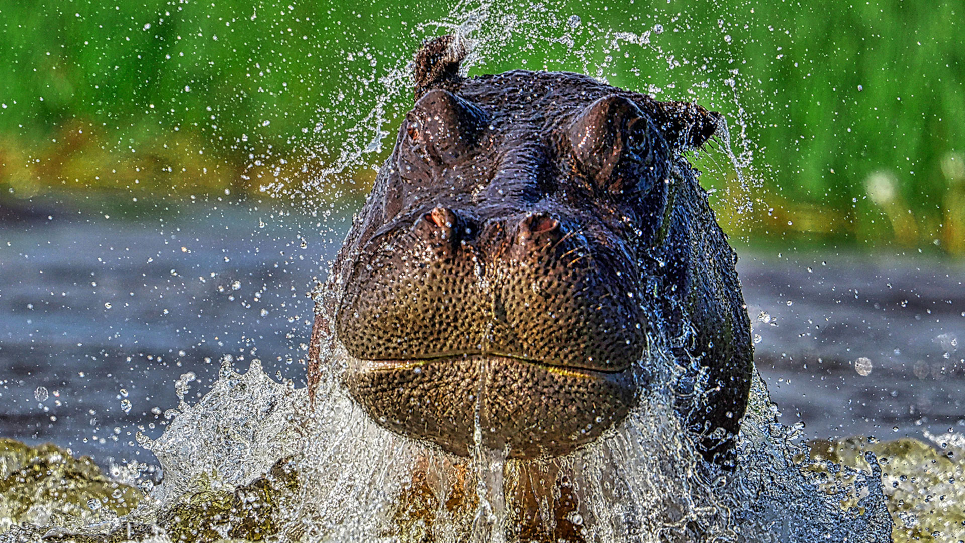 Gabriela Staebler | WILDLIFE PHOTOGRAPHY