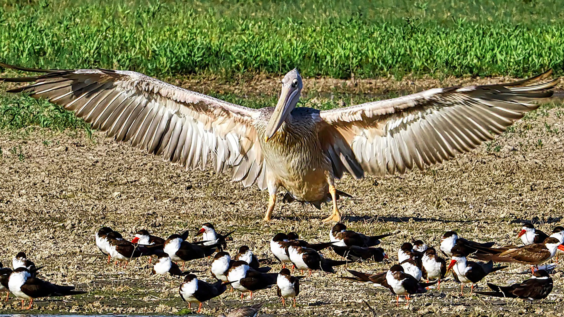 Gabriela Staebler | WILDLIFE PHOTOGRAPHY