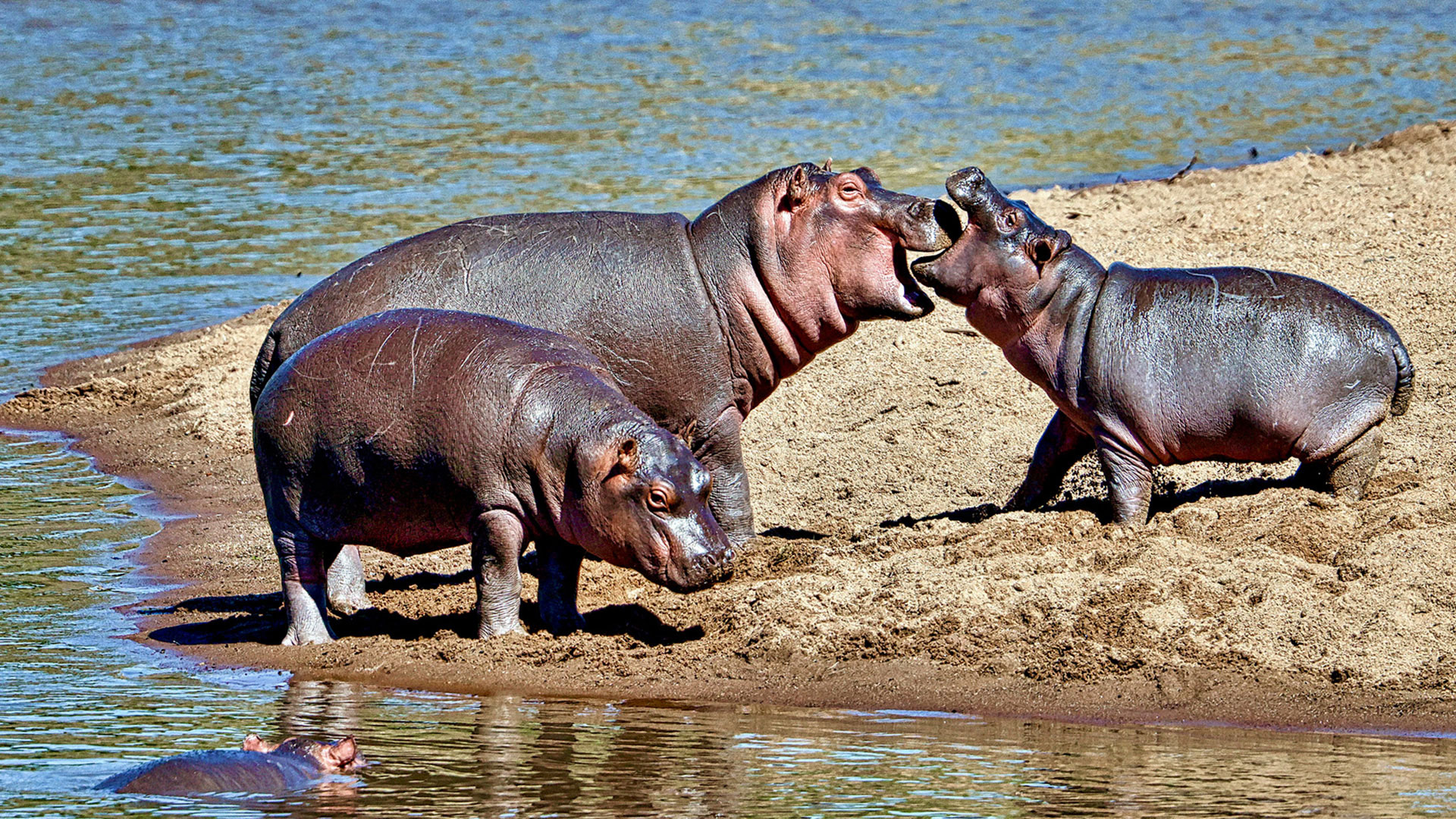 Gabriela Staebler | WILDLIFE PHOTOGRAPHY
