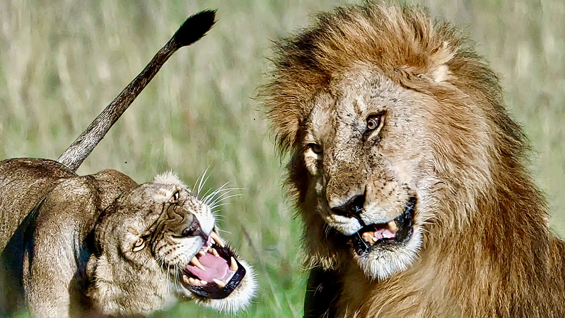 Gabriela Staebler | WILDLIFE PHOTOGRAPHY