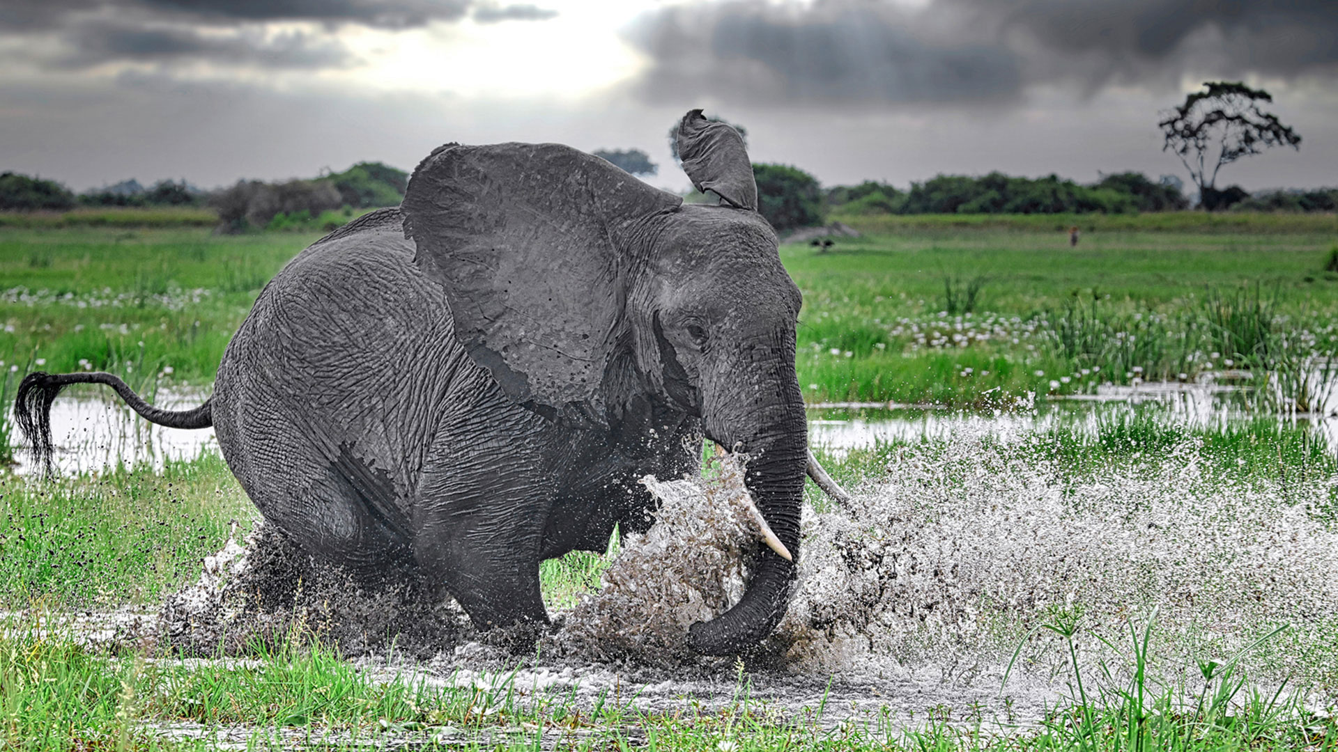 Gabriela Staebler | WILDLIFE PHOTOGRAPHY