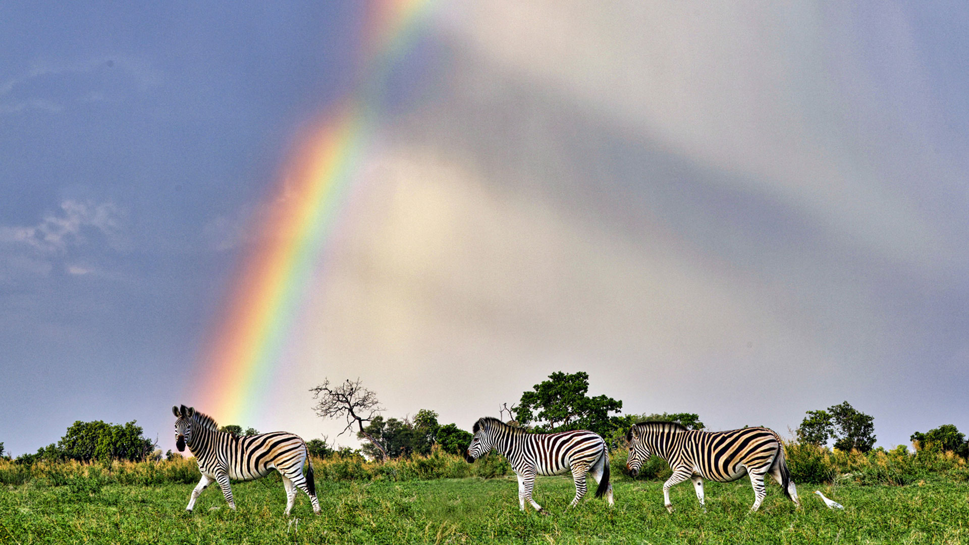 Gabriela Staebler | WILDLIFE PHOTOGRAPHY