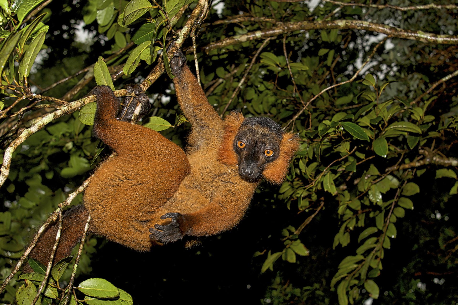 Gabriela Staebler | Madagascar