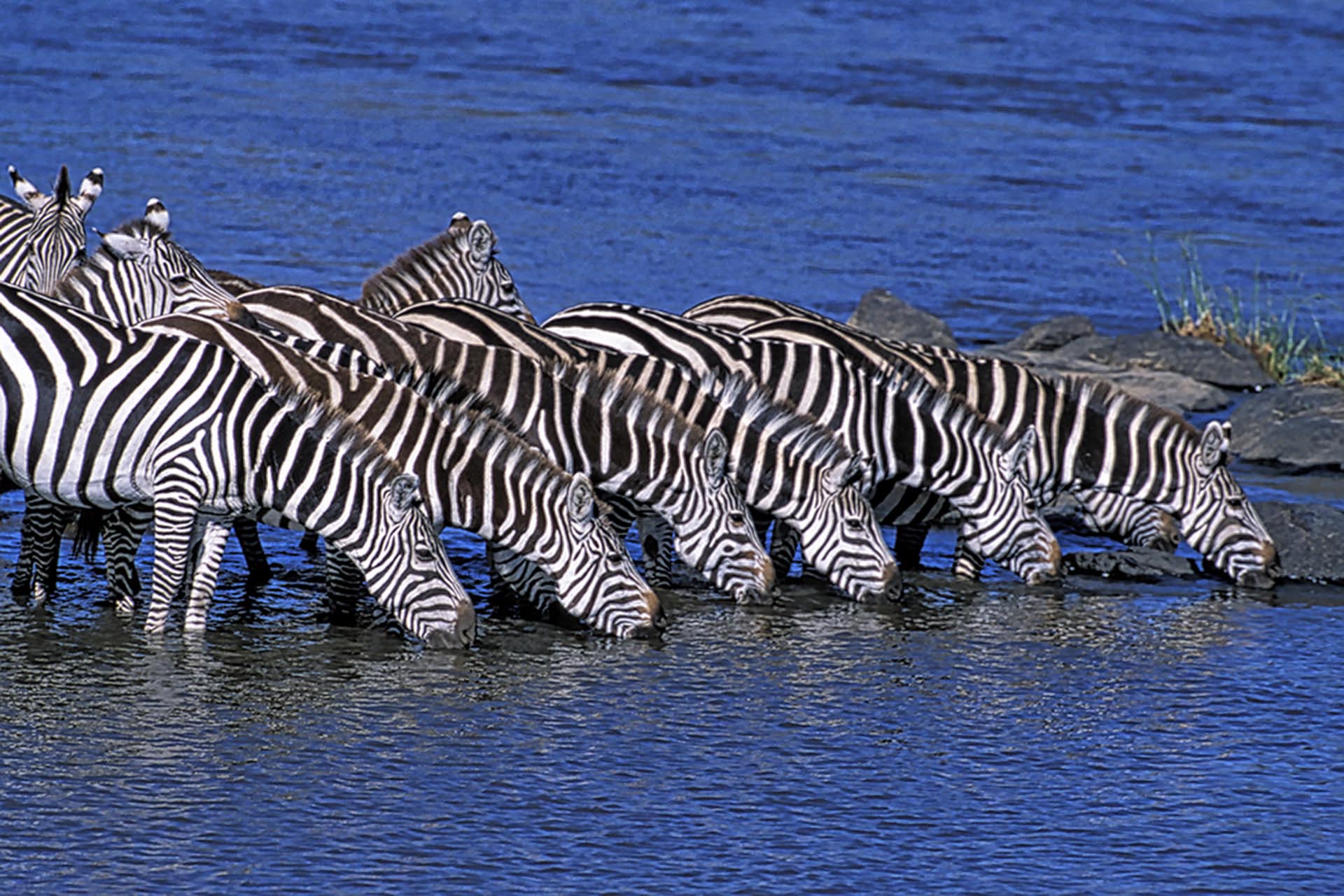 Gabriela Staebler | Zebra