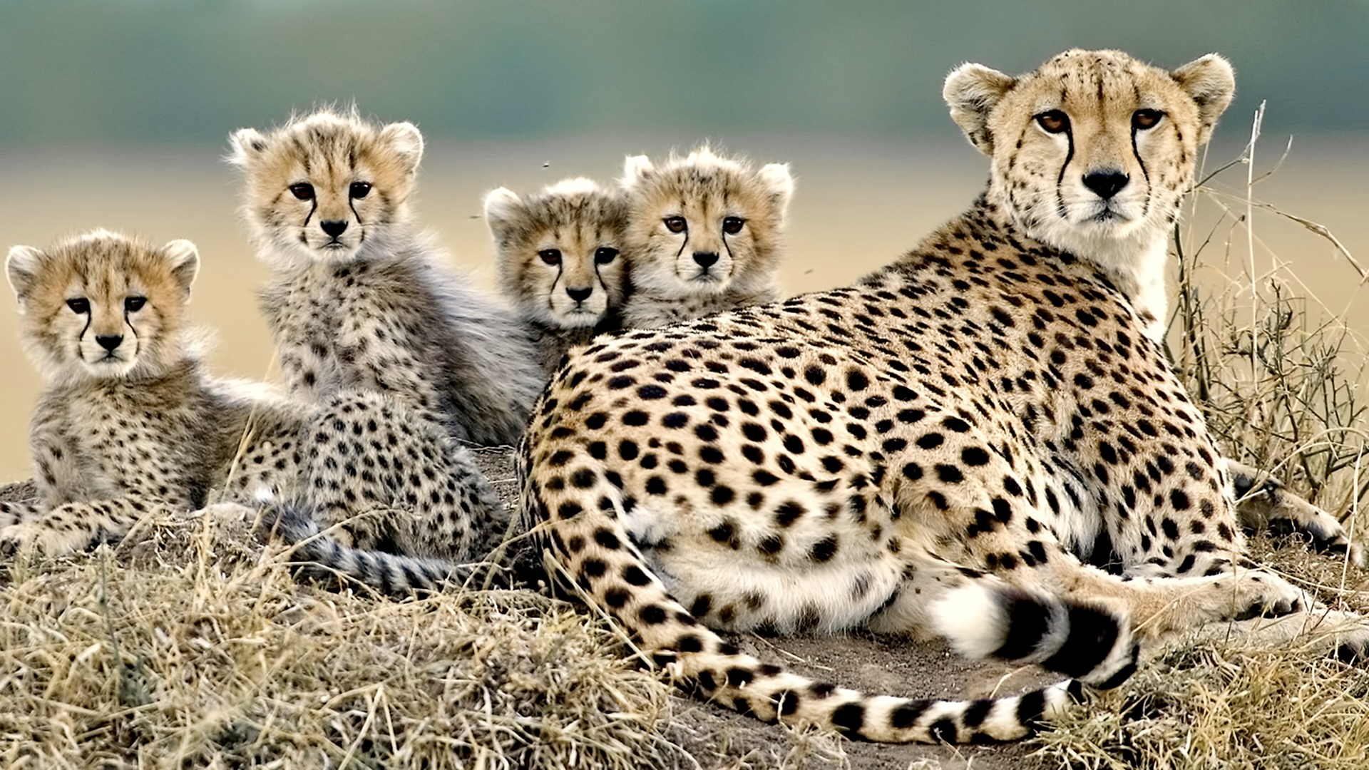 Gabriela Staebler | Geparde