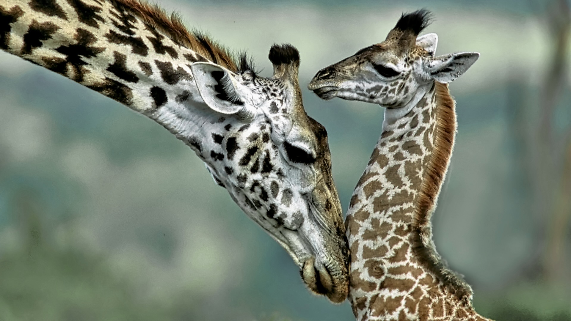 Gabriela Staebler | Giraffe