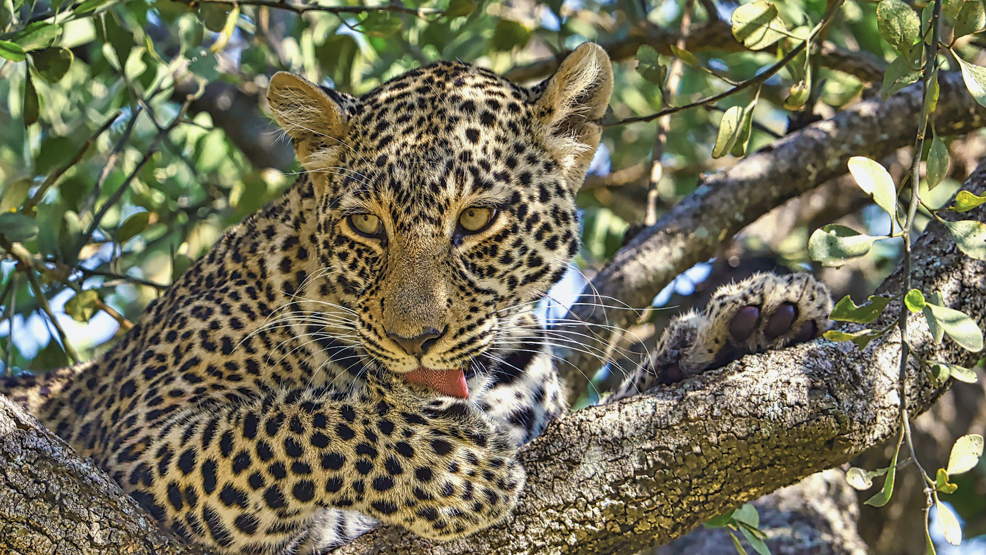 Gabriela Staebler | Leopard