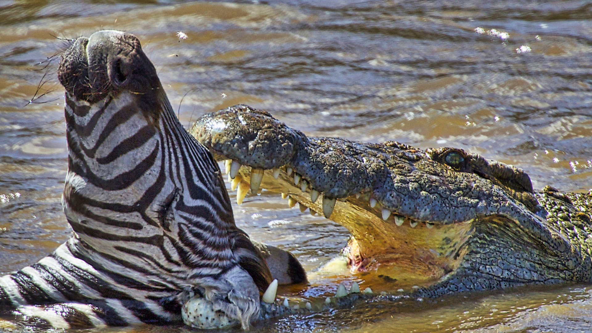 Gabriela Staebler | Hyaenentalk