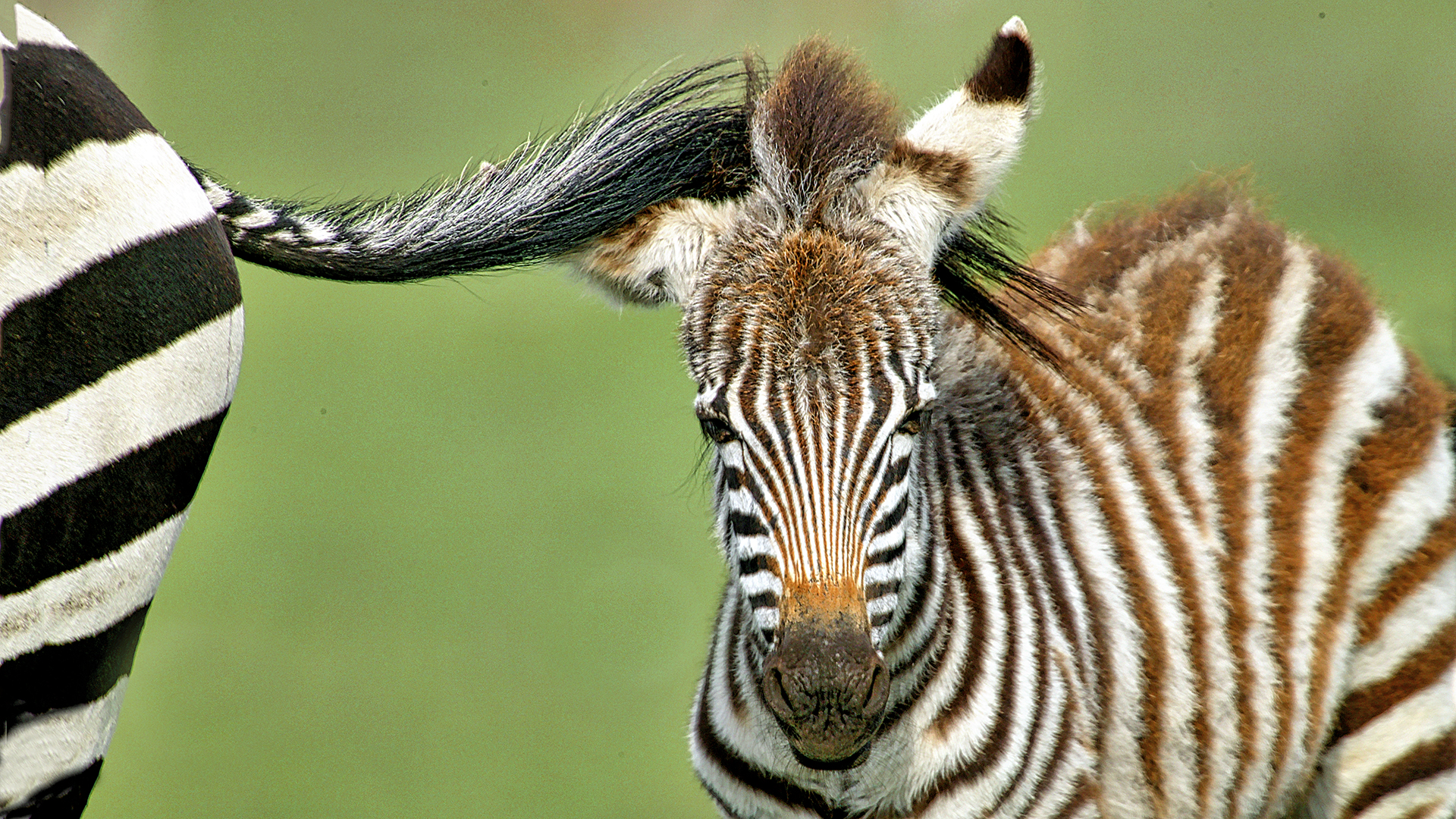 Gabriela Staebler | Zebra