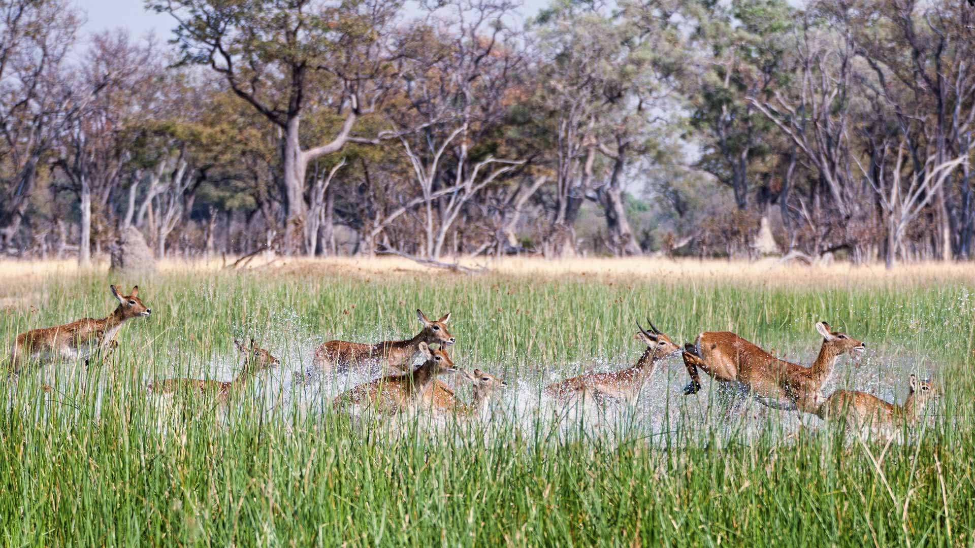 Gabriela Staebler | Botswana
