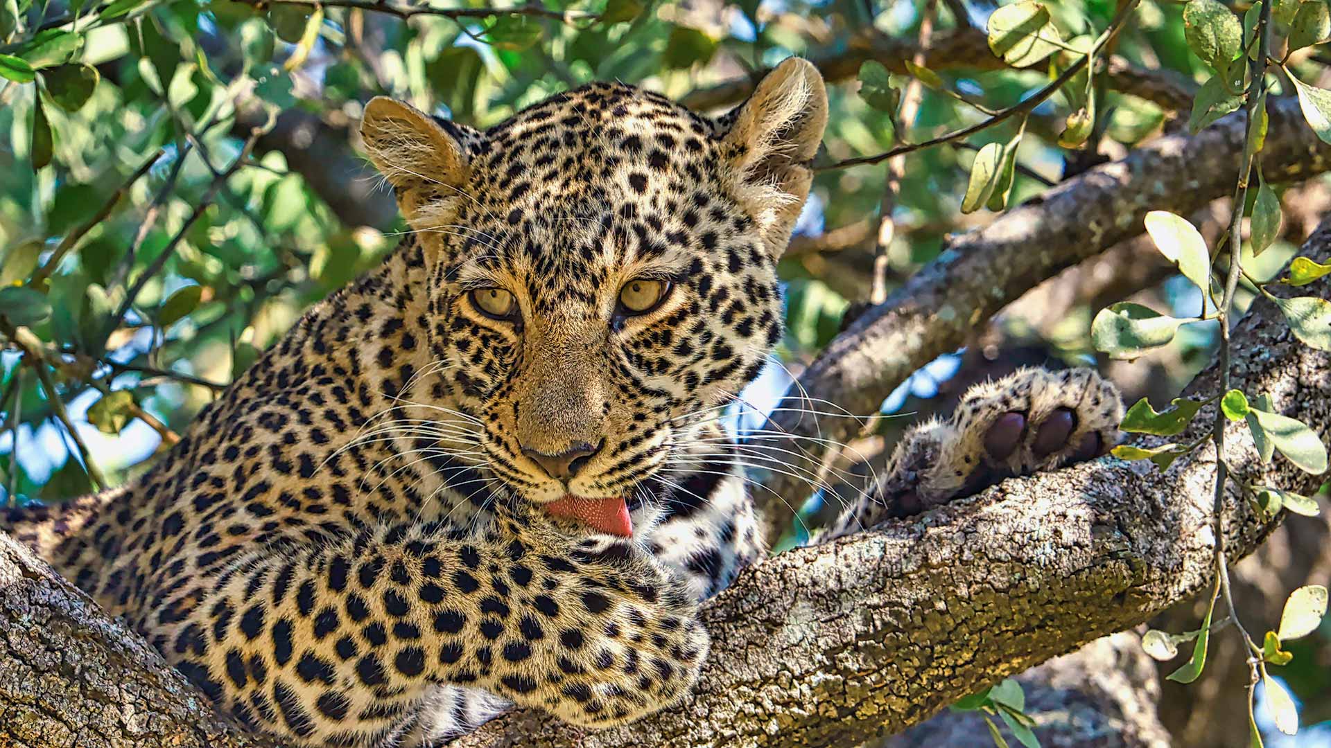 Gabriela Staebler | Leopard