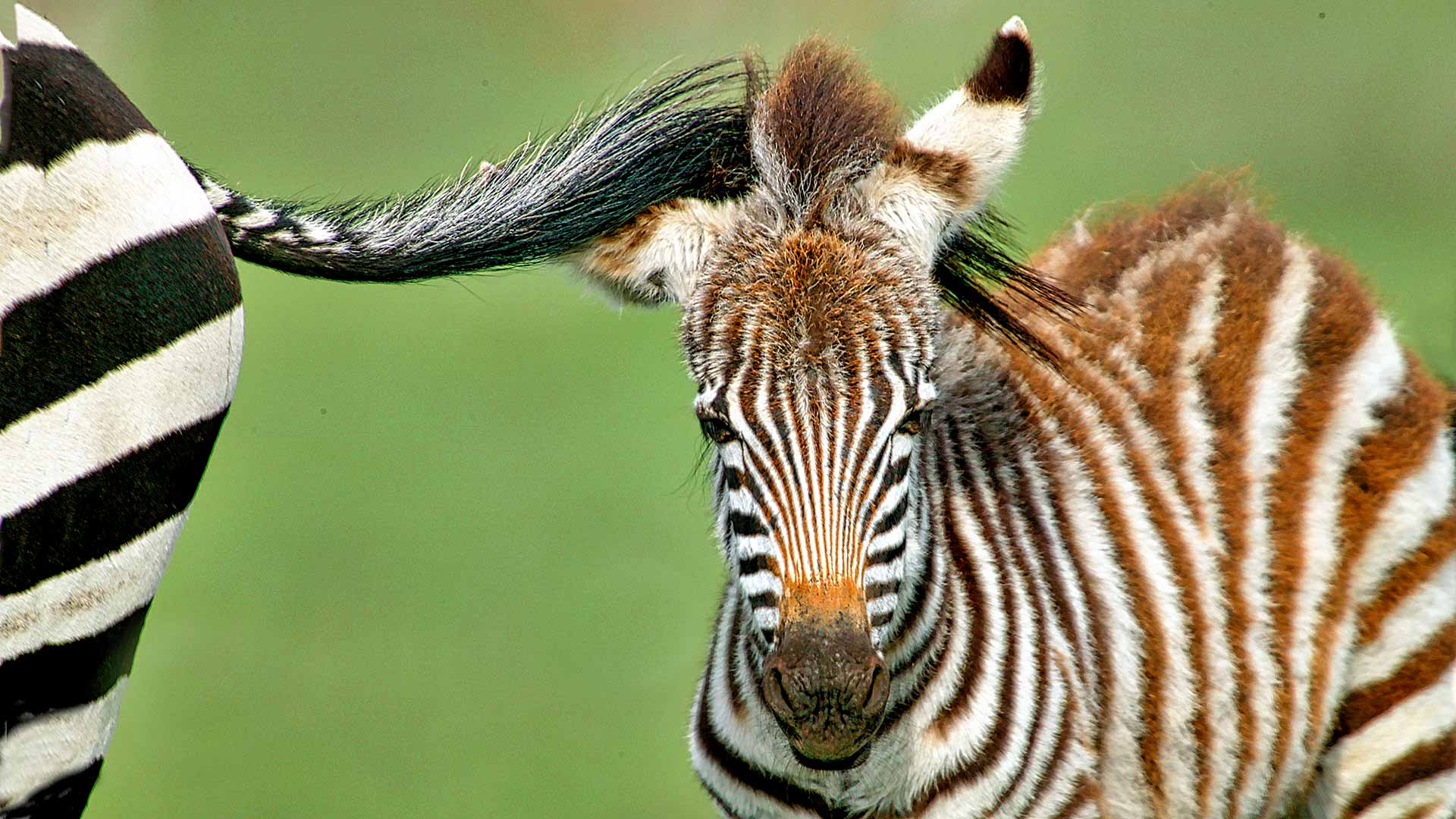 Gabriela Staebler | Zebra